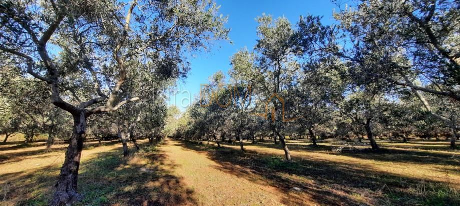 Terreno Deklići, Kaštelir-Labinci, 12.000m2