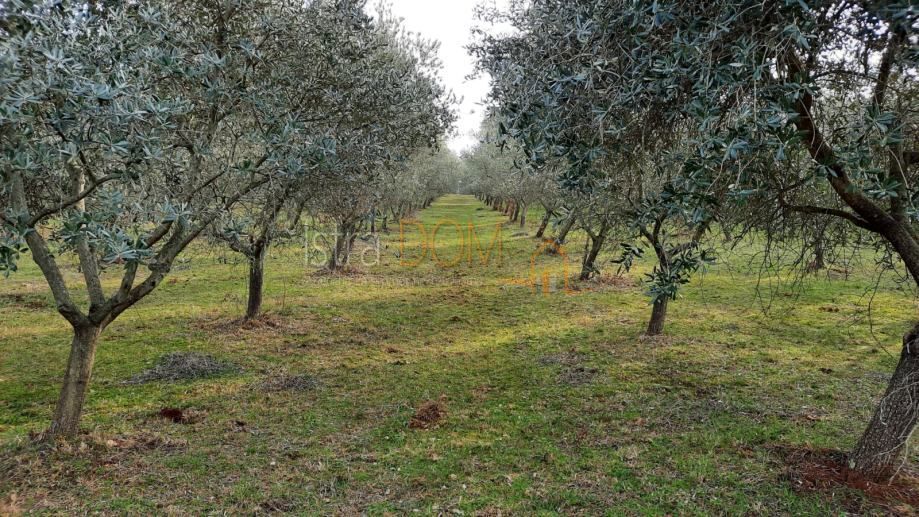 Terreno Deklići, Kaštelir-Labinci, 12.000m2