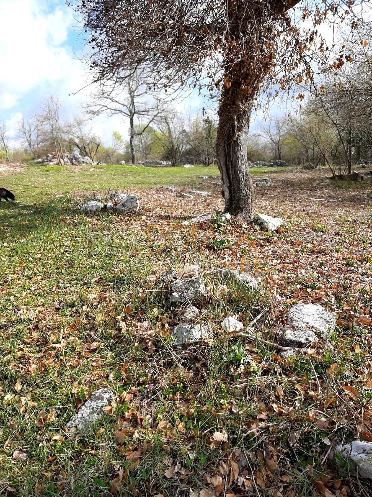 Terreno Šajini, Barban, 9.382m2