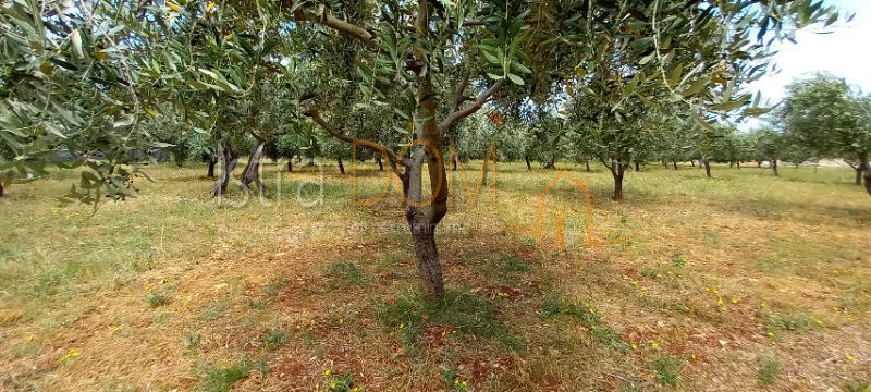 Terreno Vodnjan, 5.500m2