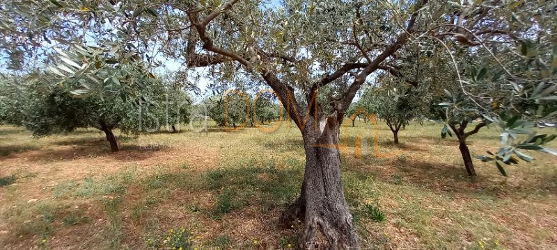 Terreno Vodnjan, 5.500m2