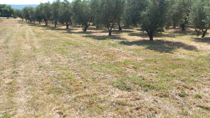 Terreno Rakalj, Marčana, 8.700m2