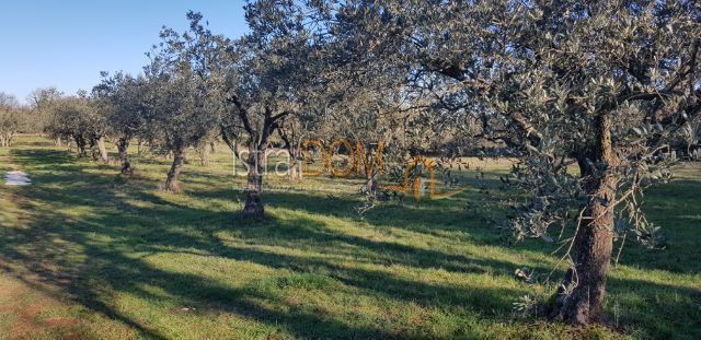 Terreno Šegotići, Marčana, 4.500m2