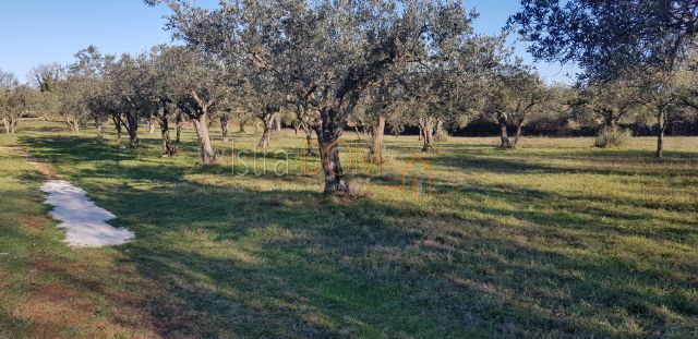 Terreno Šegotići, Marčana, 4.500m2