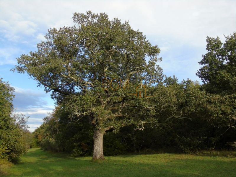 Terreno Sošići, Kanfanar, 84.121m2