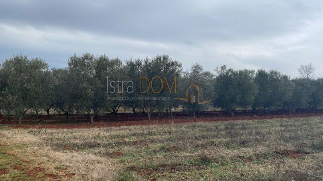 Terreno Novigrad, 9.630m2