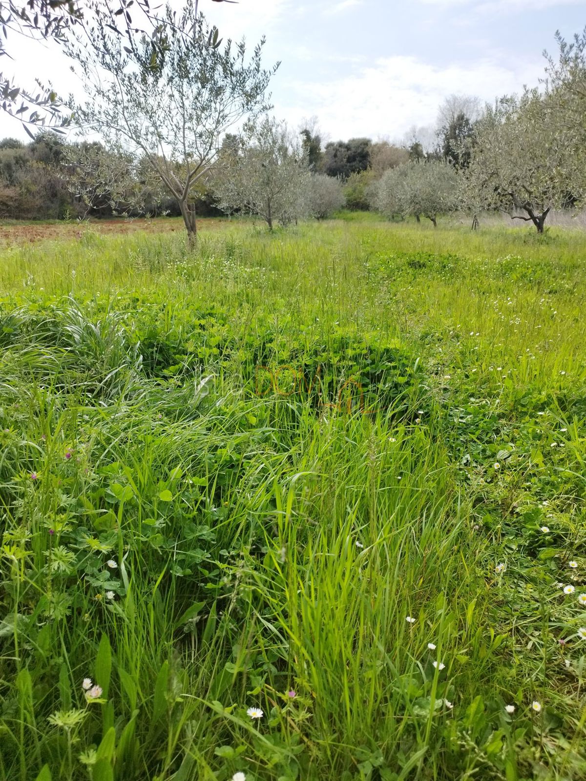 Terreno Juršići, Svetvinčenat, 5.490m2
