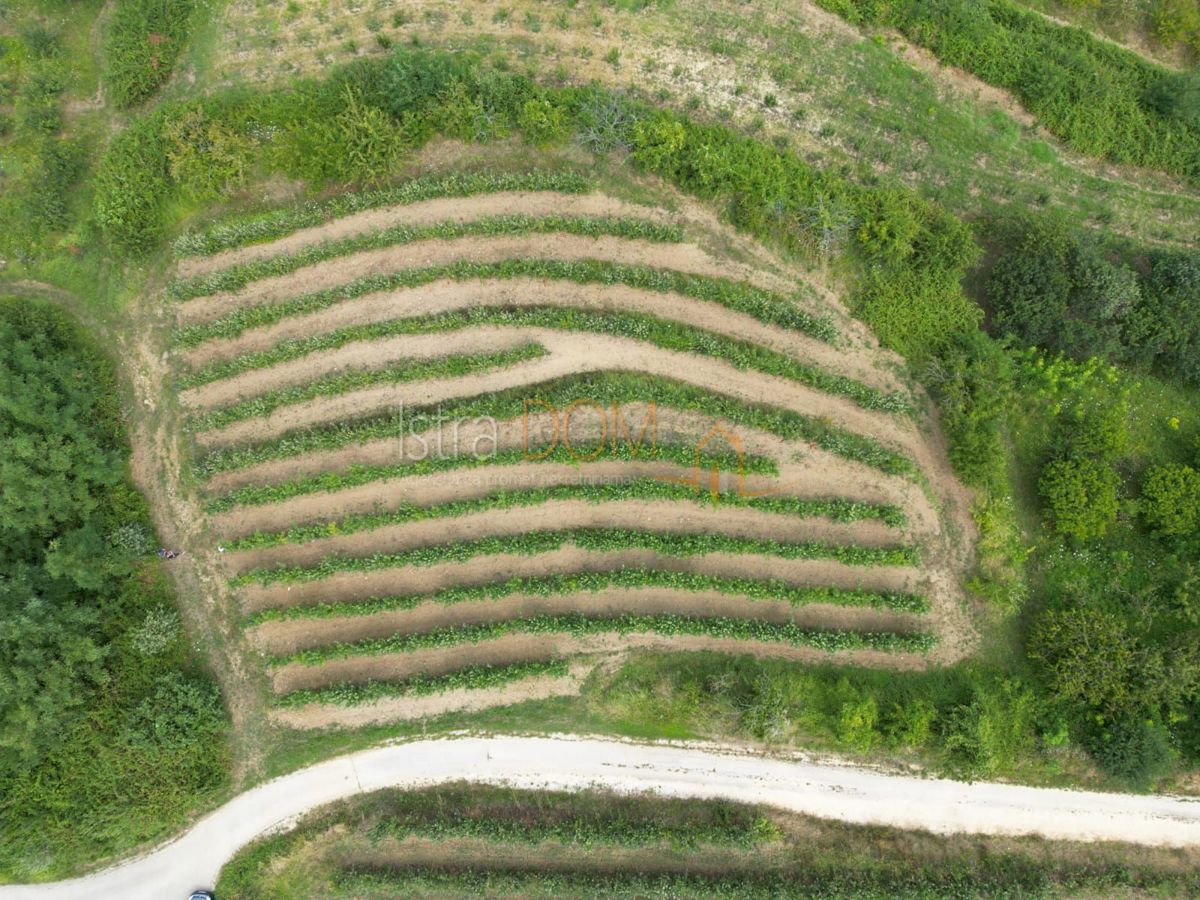 Terreno Kaldir, Motovun, 2.679m2