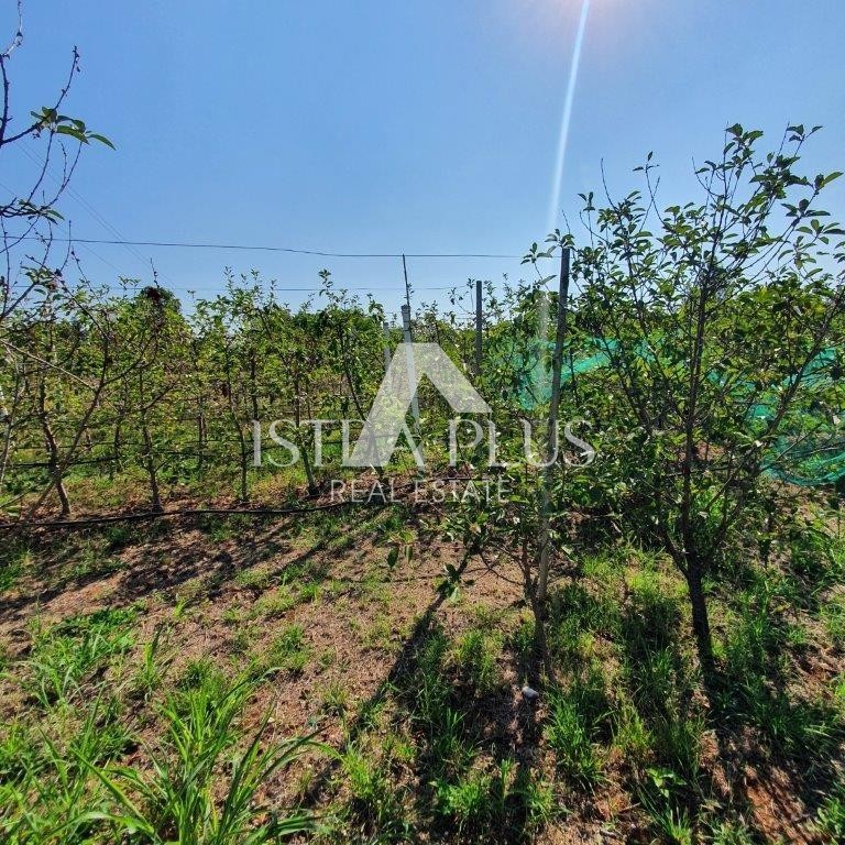 Istria, Parenzo 2 km - Terreno edificabile per il fine settimana con un bellissimo frutteto e una costruzione legalizzata!!