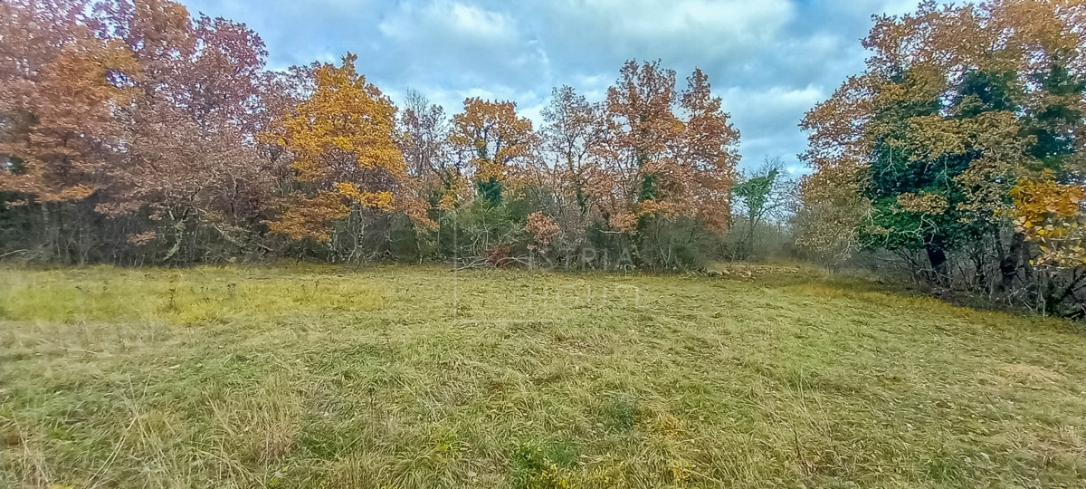 Grisignana, dintorni, terra immersa nella natura