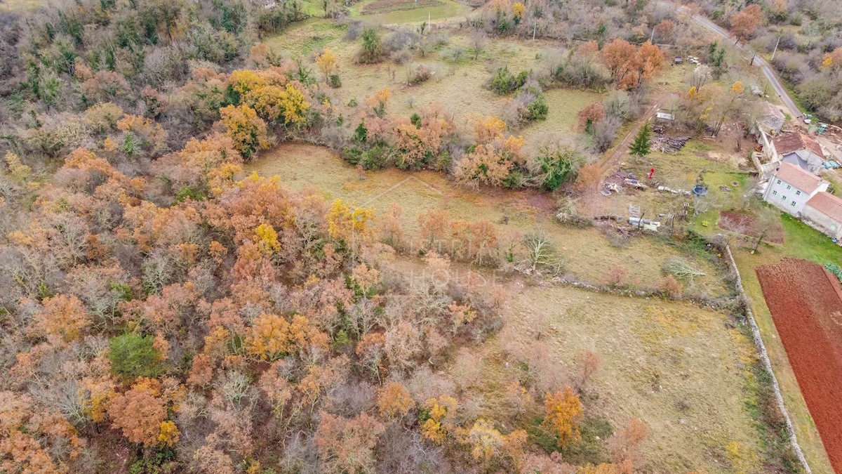 Grisignana, dintorni, terra immersa nella natura