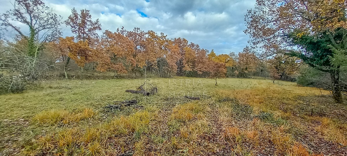 Grisignana, dintorni, terreno ai margini del villaggio