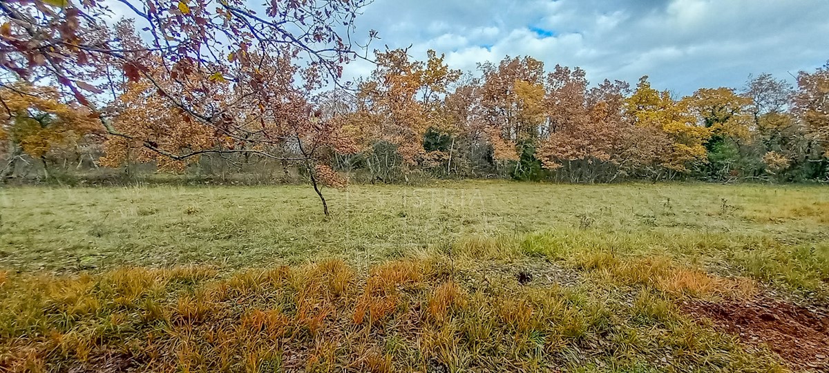 Grisignana, dintorni, terreno ai margini del villaggio