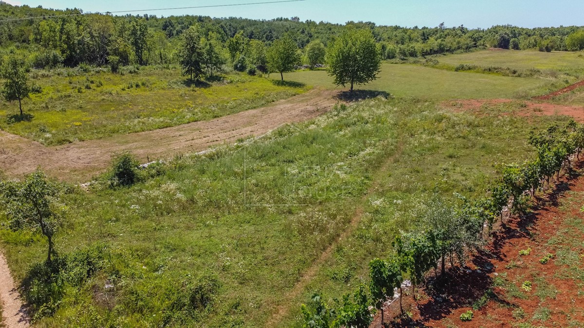 Parenzo, dintorni, terreno edificabile immerso nella natura