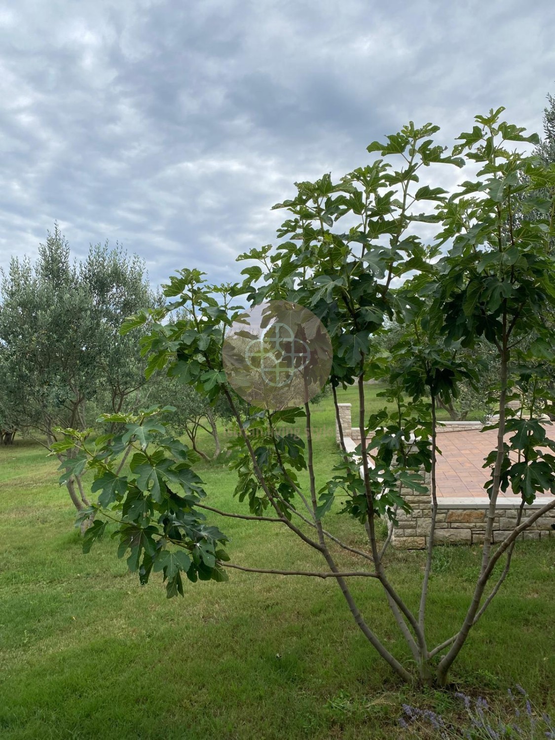 **Rarità sul mercato **Casa di campagna in un uliveto con vista sul mare *TOPLOCATION*