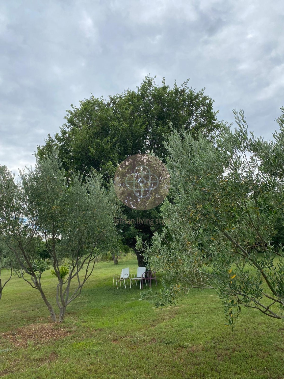 **Rarità sul mercato **Casa di campagna in un uliveto con vista sul mare *TOPLOCATION*