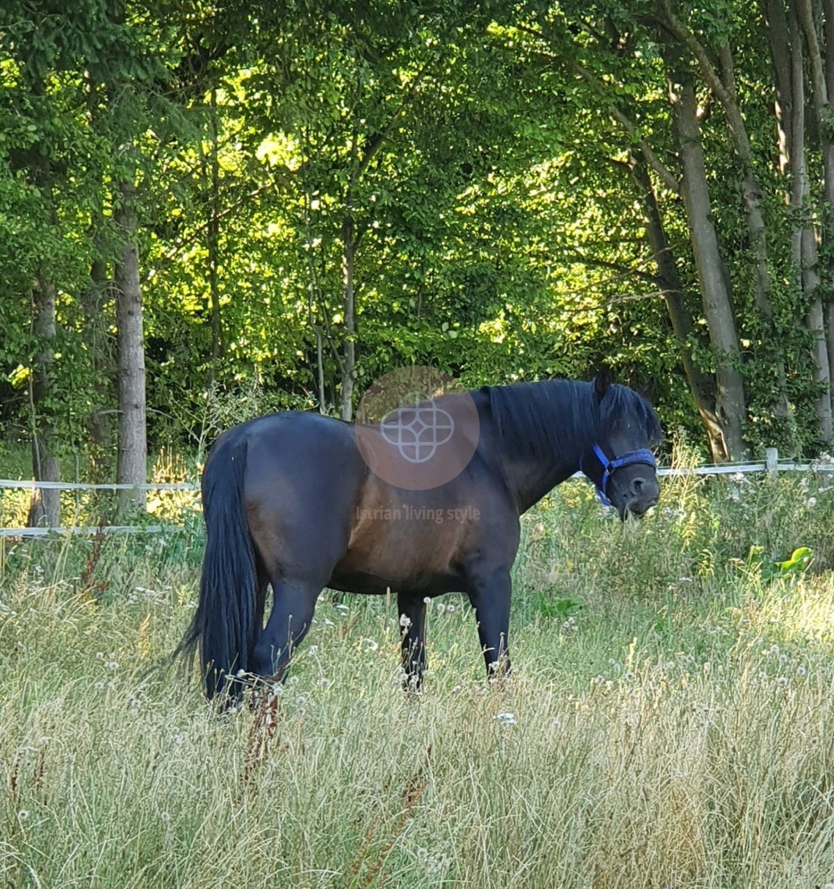 Casa rustica indipendente con ampio giardino, fienile e cantina