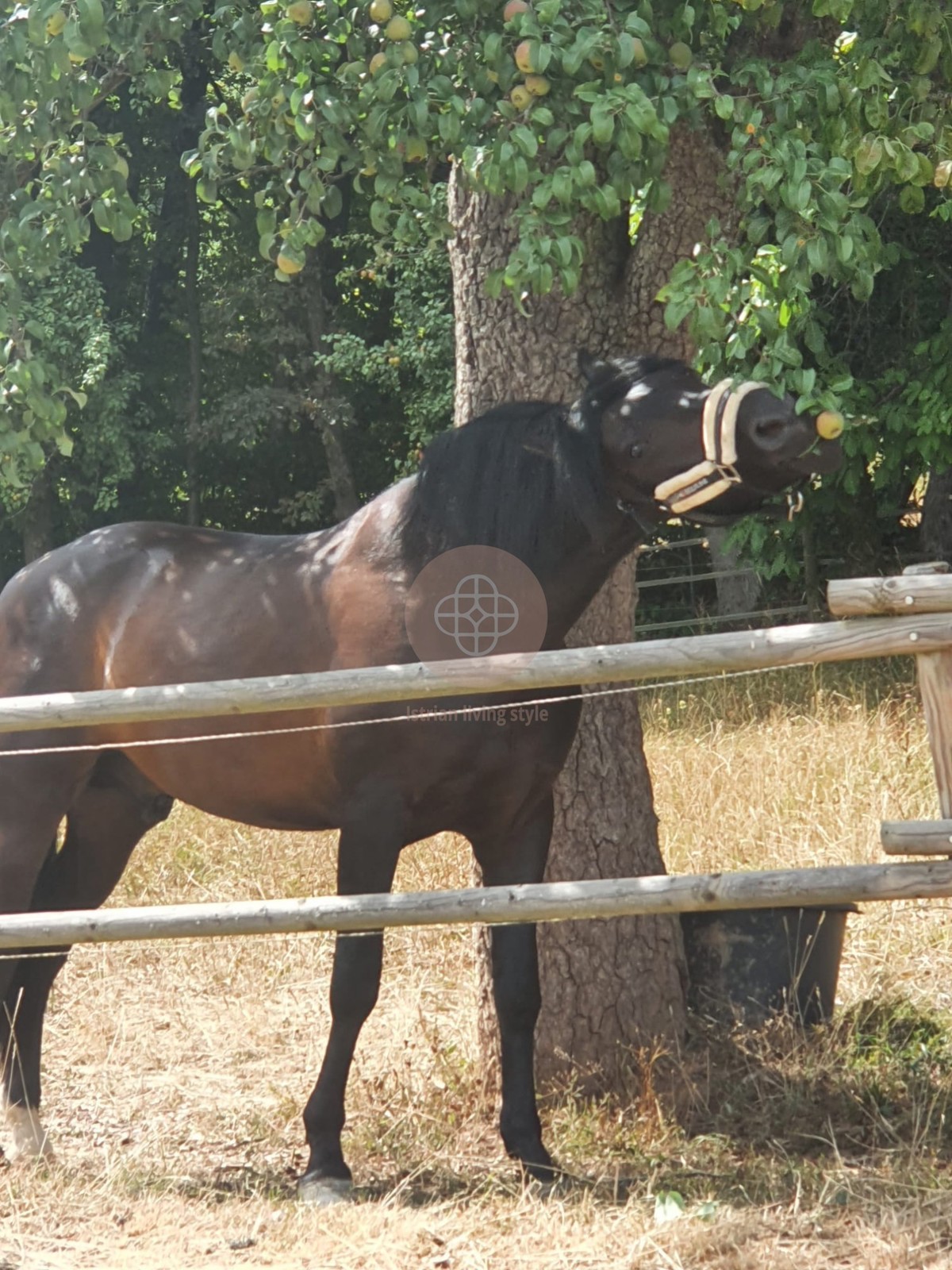 Casa rustica indipendente con ampio giardino, fienile e cantina