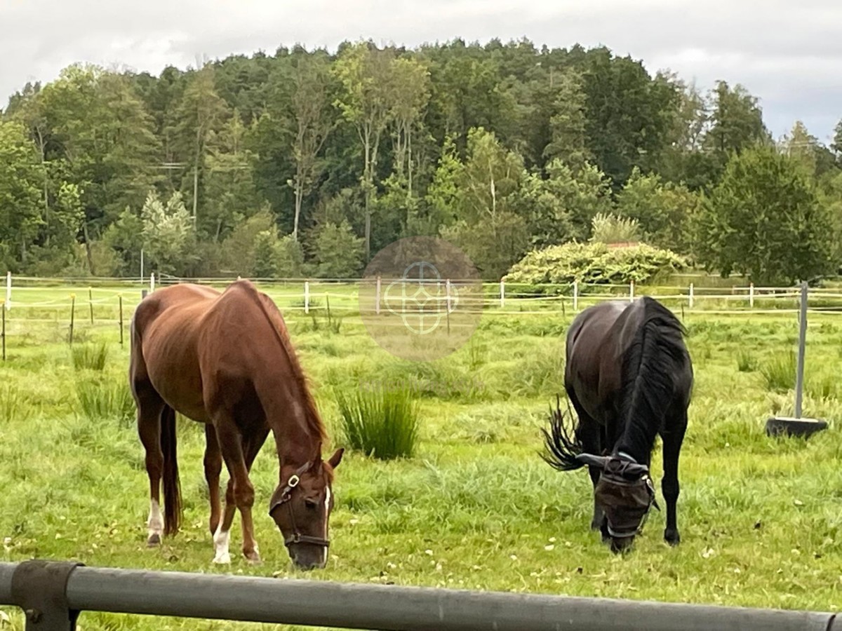 Casa rustica indipendente con ampio giardino, fienile e cantina