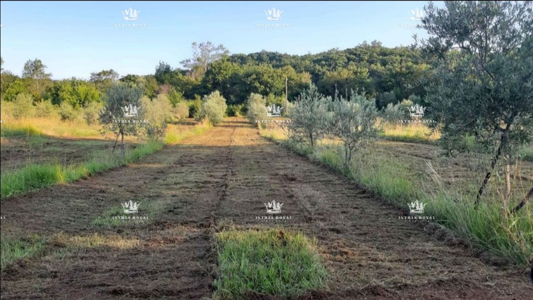 Labin, azienda agricola, vendita.