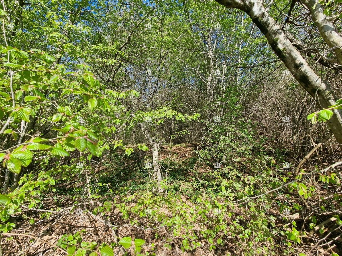 Istria, Umag, Materada, vendita di foresta con accesso stradale.