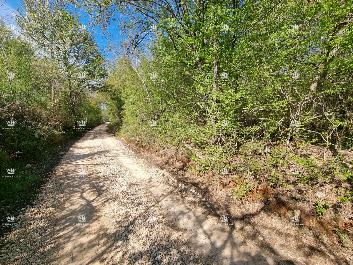 Istria, Umag, Materada, vendita di foresta con accesso stradale.