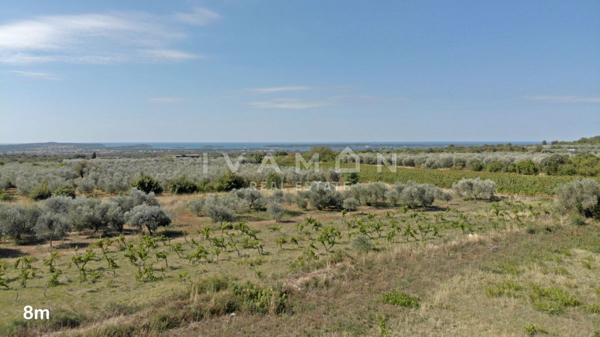 Una villa con una bellissima vista su vigneti e ulivi
