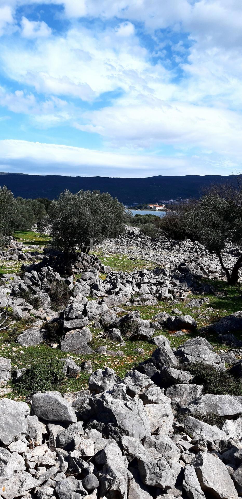 Krk - uliveto vicino al mare con vista mare