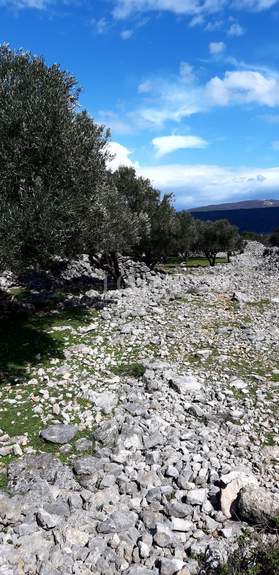 Krk - uliveto vicino al mare con vista mare