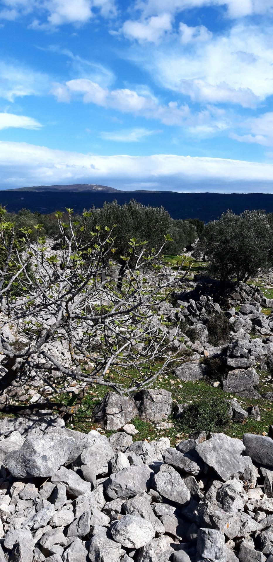 Krk - uliveto vicino al mare con vista mare