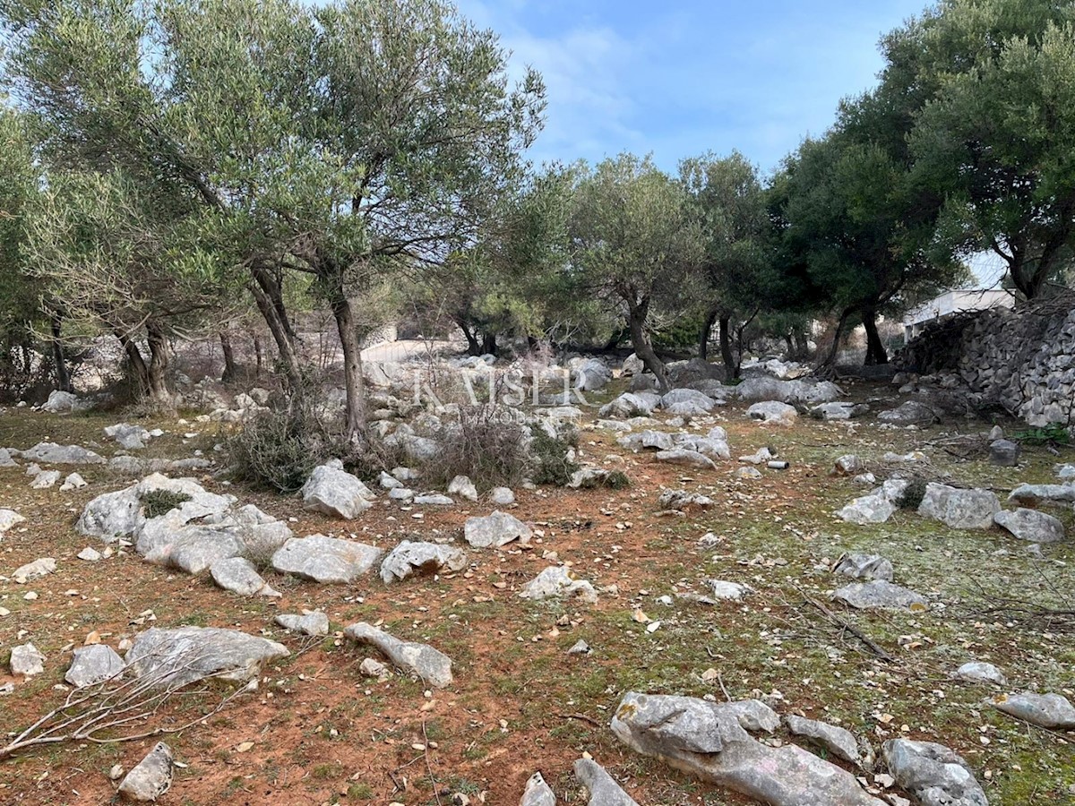 L'isola di Pag, Lun - un terreno edificabile unico con uliveto