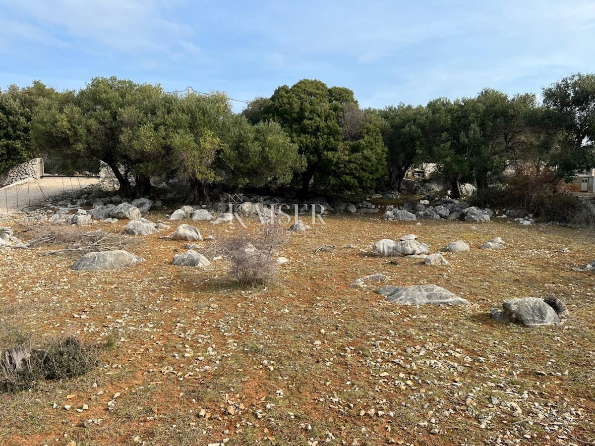 L'isola di Pag, Lun - un terreno edificabile unico con uliveto