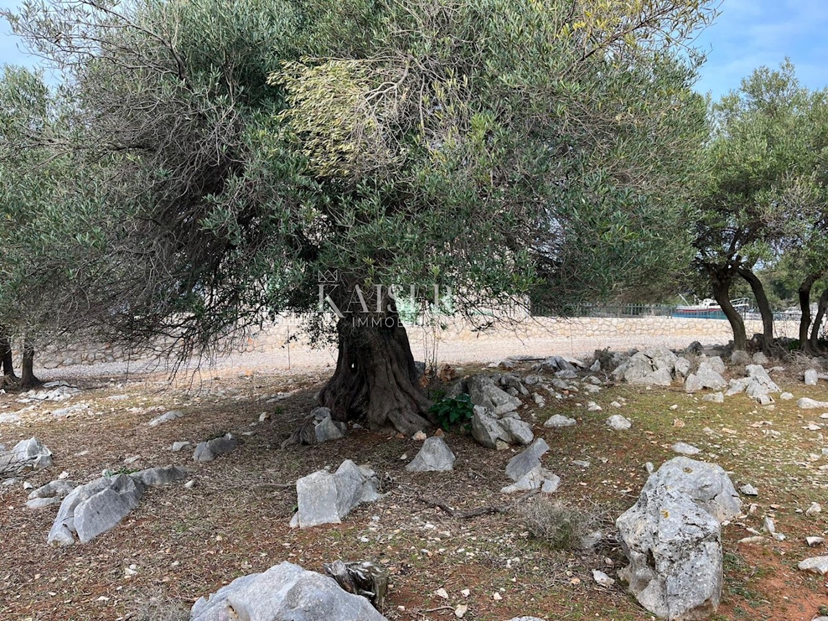 L'isola di Pag, Lun - un terreno edificabile unico con uliveto