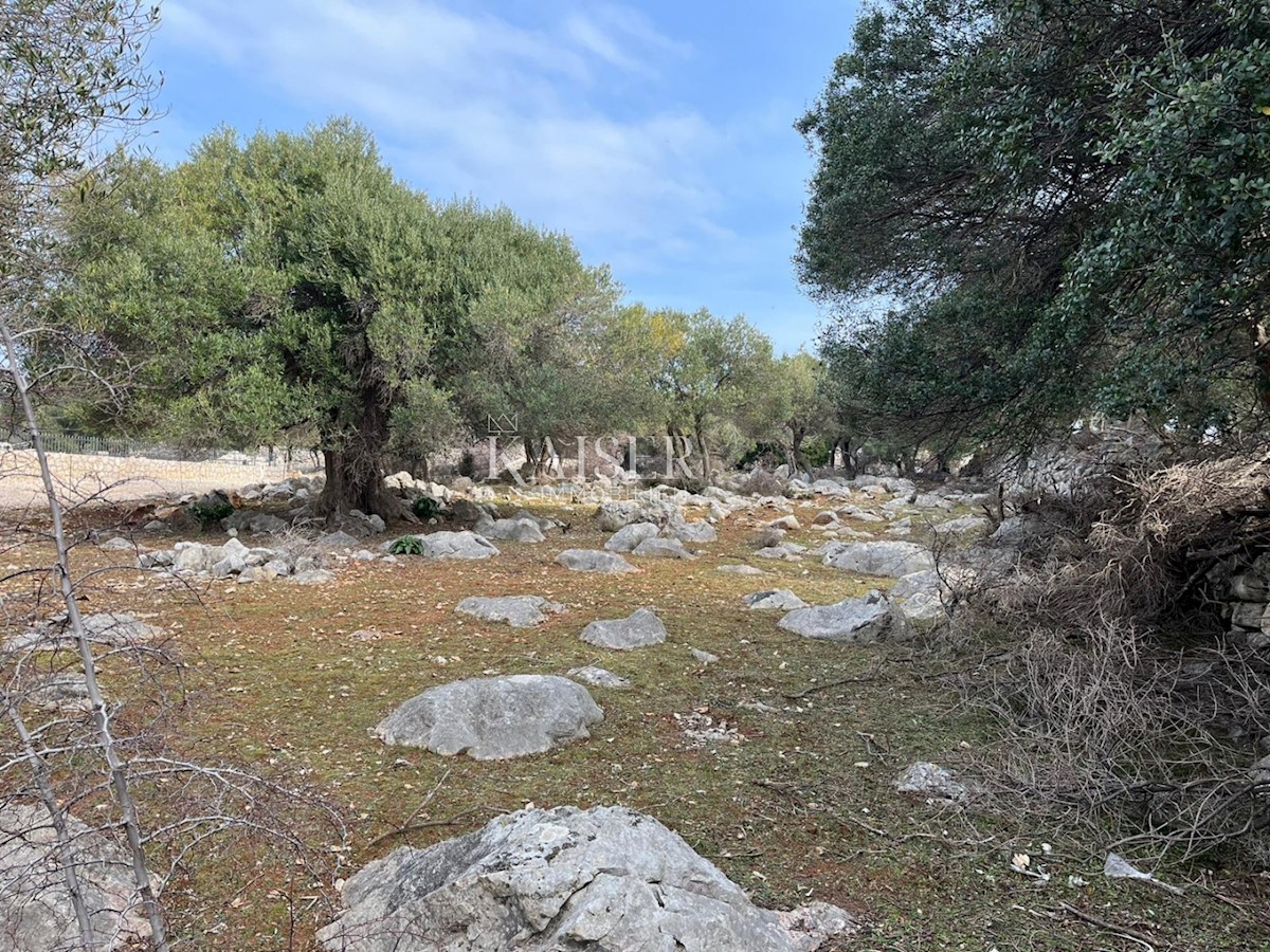 L'isola di Pag, Lun - un terreno edificabile unico con uliveto