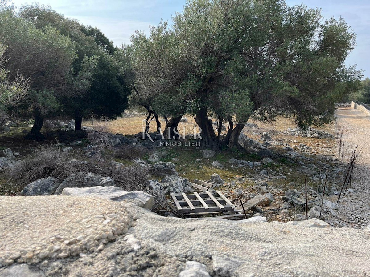 L'isola di Pag, Lun - un terreno edificabile unico con uliveto