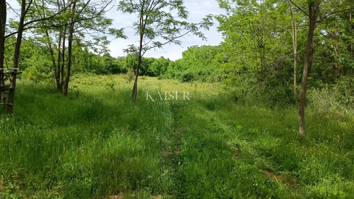 Istria - Barban - terreno edificabile, 970 m2