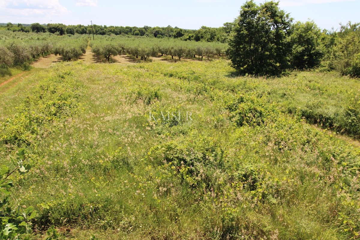 Istria - Parenzo, terreno edificabile 500 m dal mare, zona T1