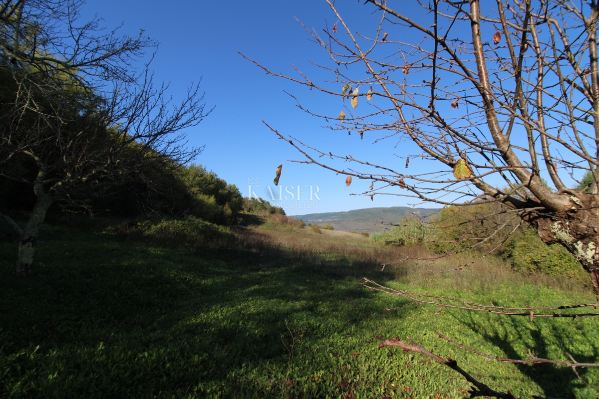 Istria - Motovun, terreno agricolo, vista su Montona