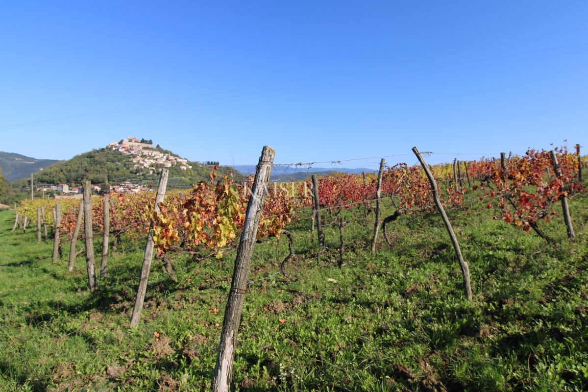 Istria - Motovun, terreno agricolo, vista su Montona