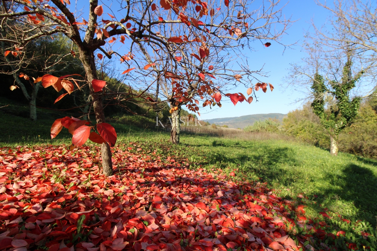 Istria - Motovun, terreno agricolo, vista su Montona