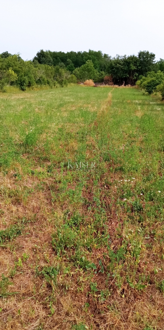 Istria, Baderna - terreno agricolo 15.300 m² con alberi da frutto