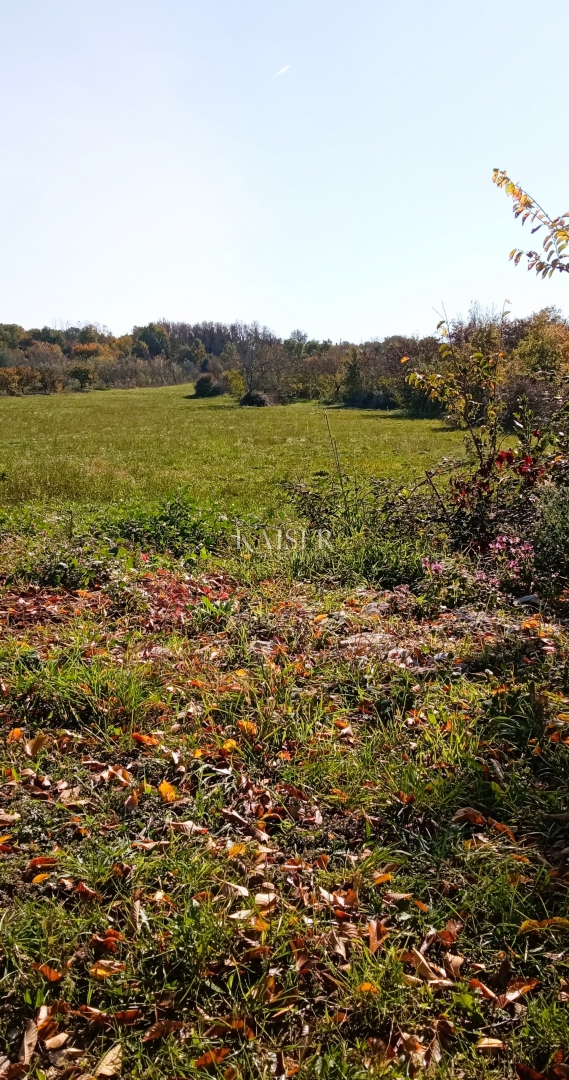 Istria, Baderna - terreno agricolo 15.300 m² con alberi da frutto
