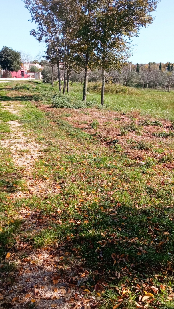 Istria, Baderna - terreno agricolo 15.300 m² con alberi da frutto