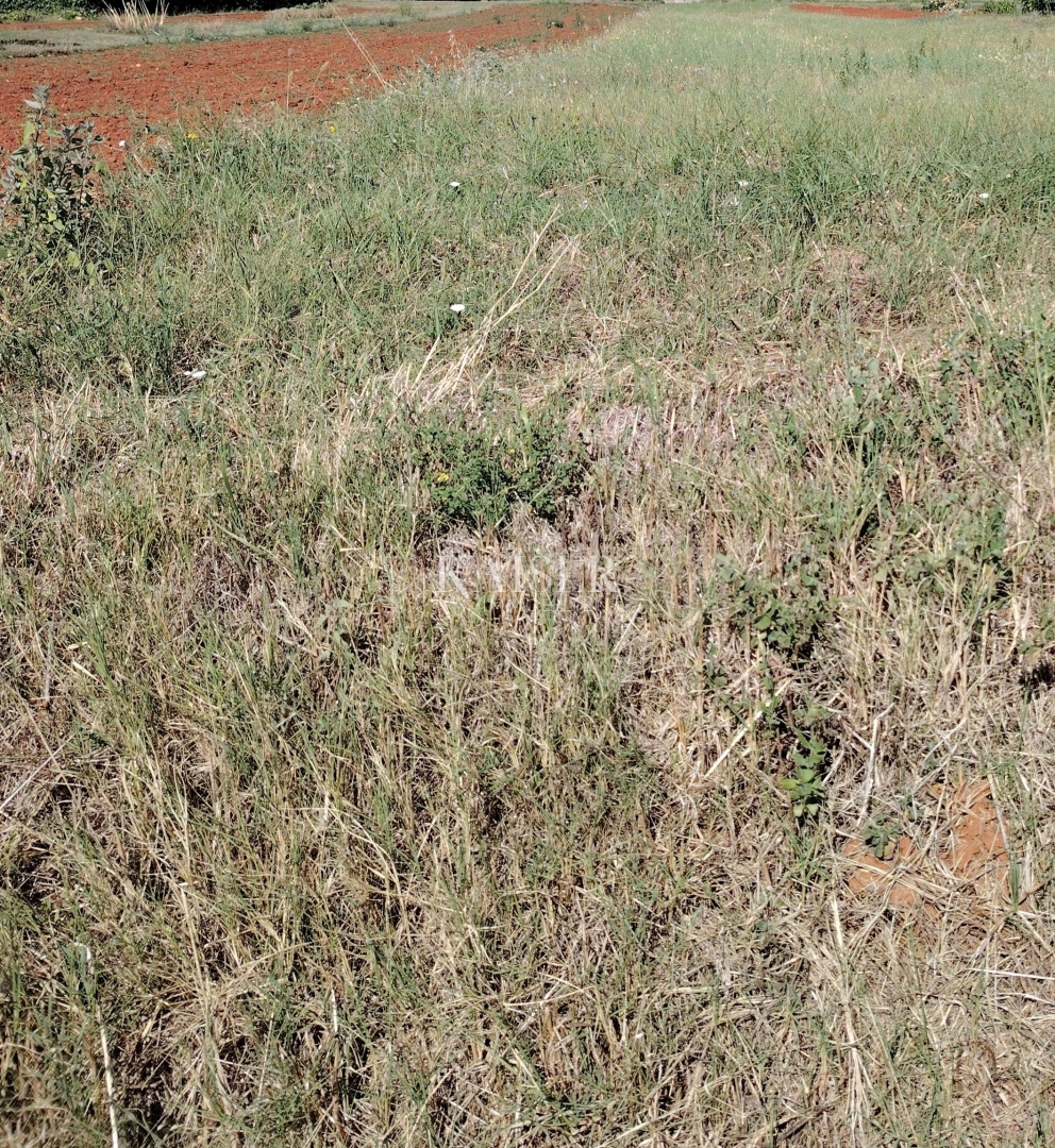 Istria, Marčana - terreno edificabile