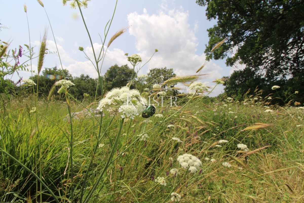 Terreni agricoli Labin, 11.279m2