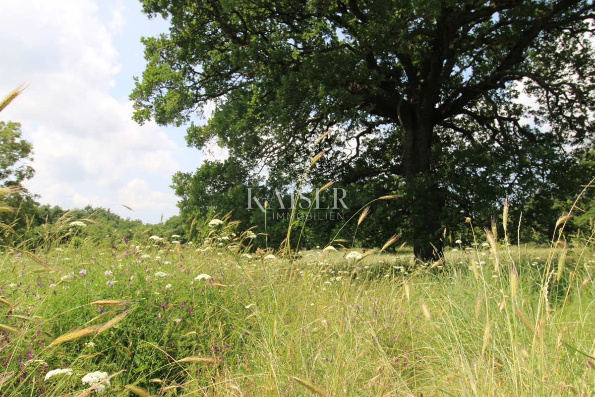 Terreni agricoli Labin, 11.279m2