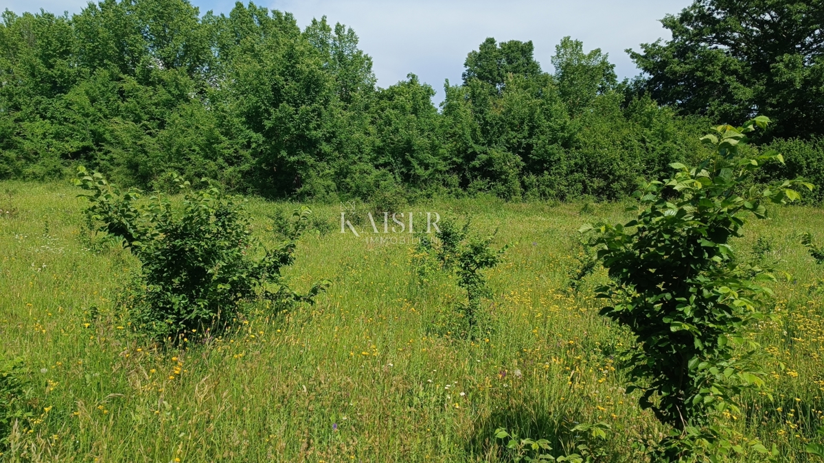 Istria - Barban - terreno edificabile, 850 m2