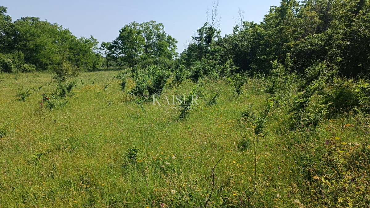 Istria - Barban - terreno edificabile, 850 m2
