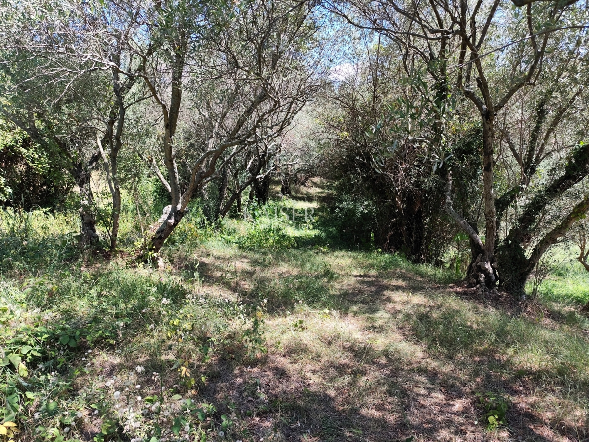 Istria, Buzet - vecchia casa con terreno edificabile