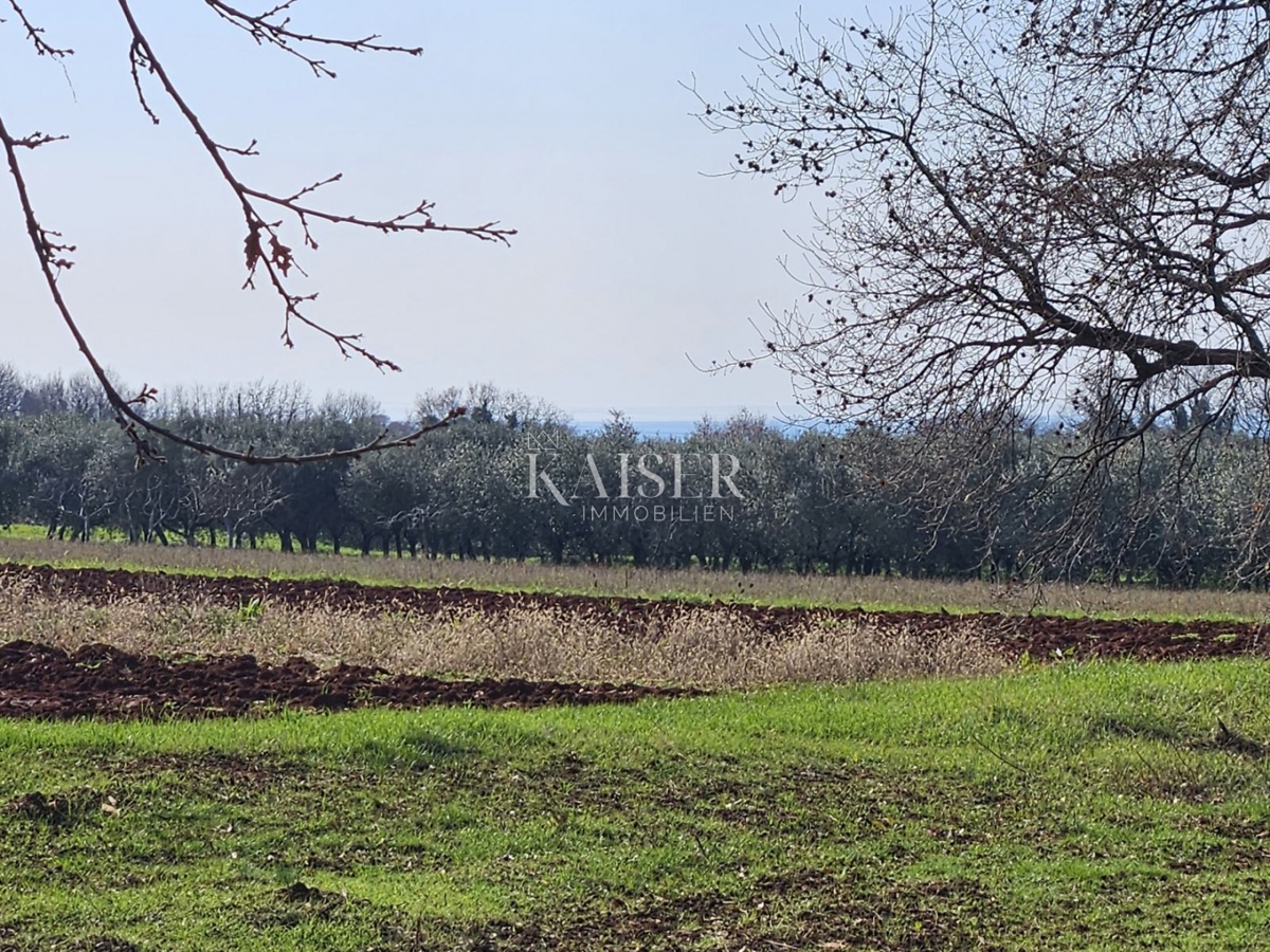 Istria, Novigrad - terreno edificabile 650m2